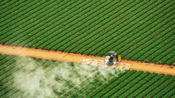 Best Pest Prevention Services  in Shady Hollow, TX