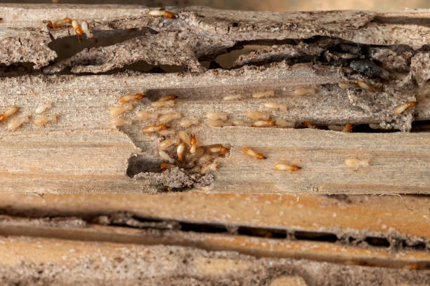Best Ant Control Services  in Shady Hollow, TX